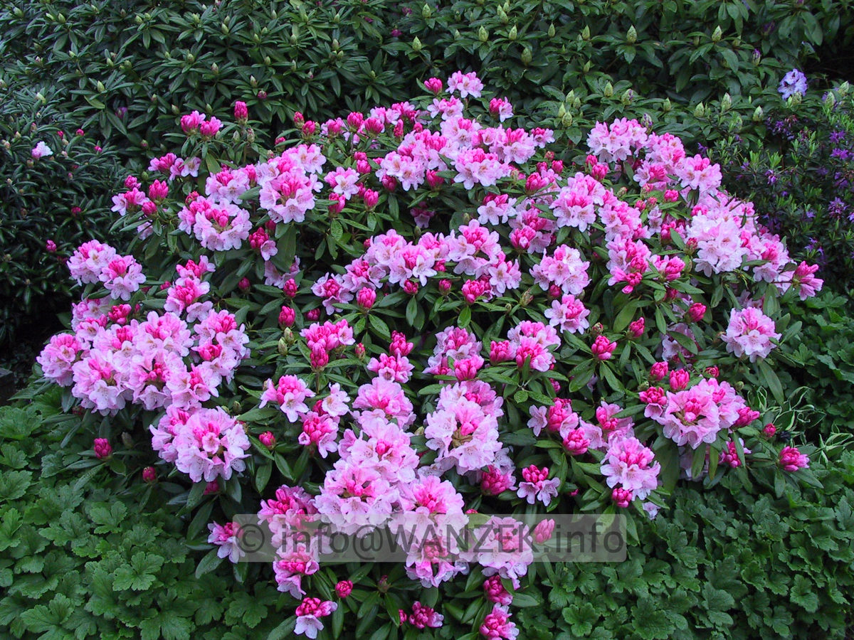 Rhododendron yakushimanum Bashful 01.JPG